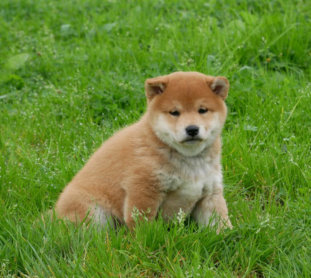 De La Source Des Rochettes - Chiot disponible  - Shiba