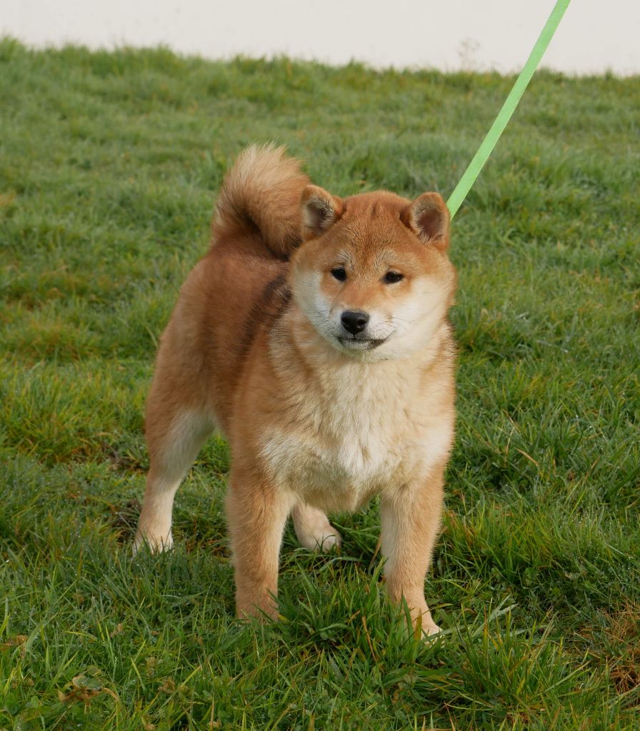 De La Source Des Rochettes - Chiot disponible  - Shiba