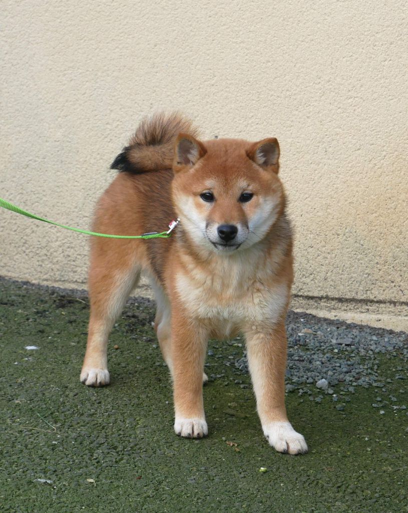 De La Source Des Rochettes - Chiot disponible  - Shiba