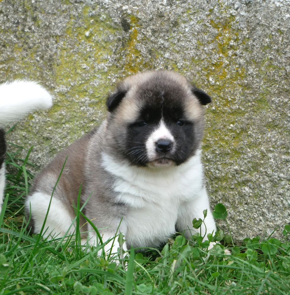 De La Source Des Rochettes - Chiot disponible  - Akita americain