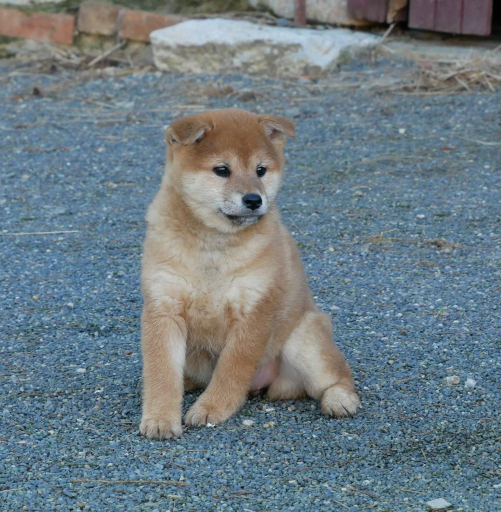 De La Source Des Rochettes - Chiot disponible  - Shiba