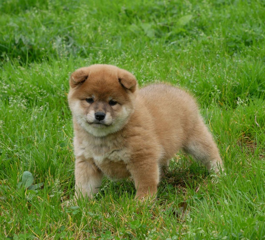 De La Source Des Rochettes - Chiot disponible  - Shiba