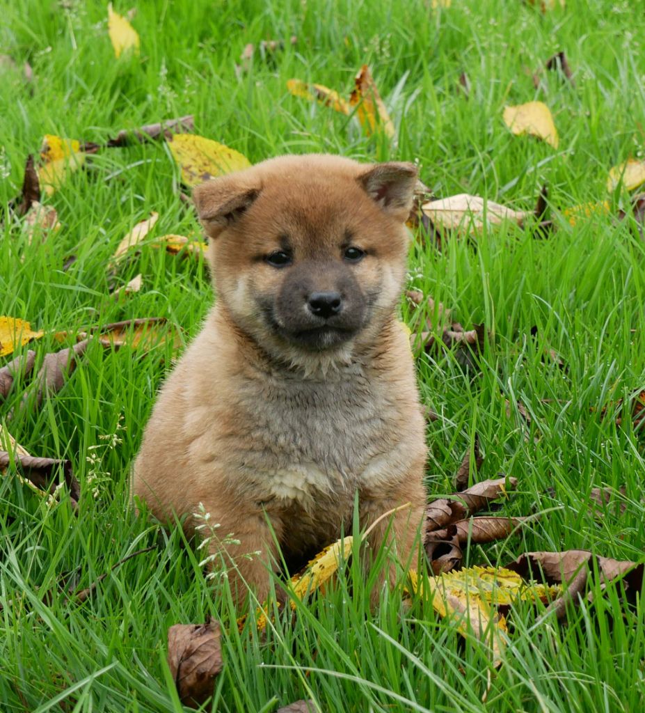 De La Source Des Rochettes - Chiot disponible  - Shiba