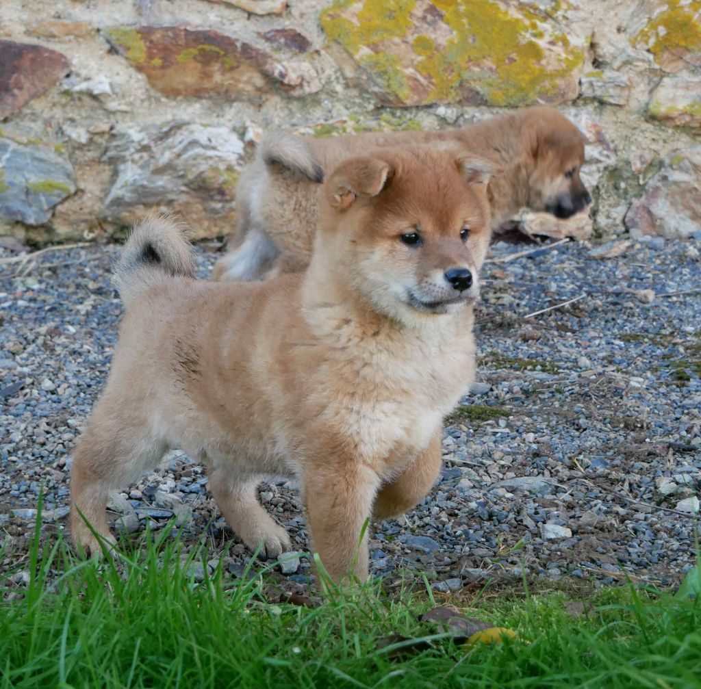 De La Source Des Rochettes - Chiot disponible  - Shiba