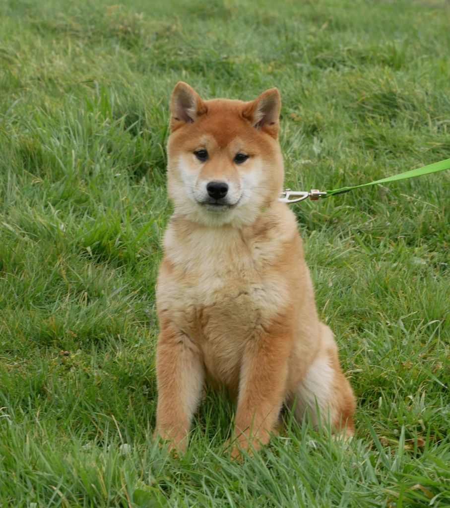 De La Source Des Rochettes - Chiot disponible  - Shiba