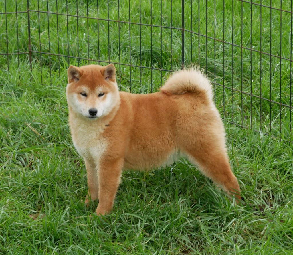 De La Source Des Rochettes - Chiot disponible  - Shiba