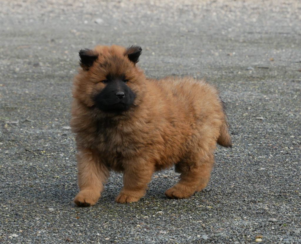 De La Source Des Rochettes - Chiot disponible  - Eurasier