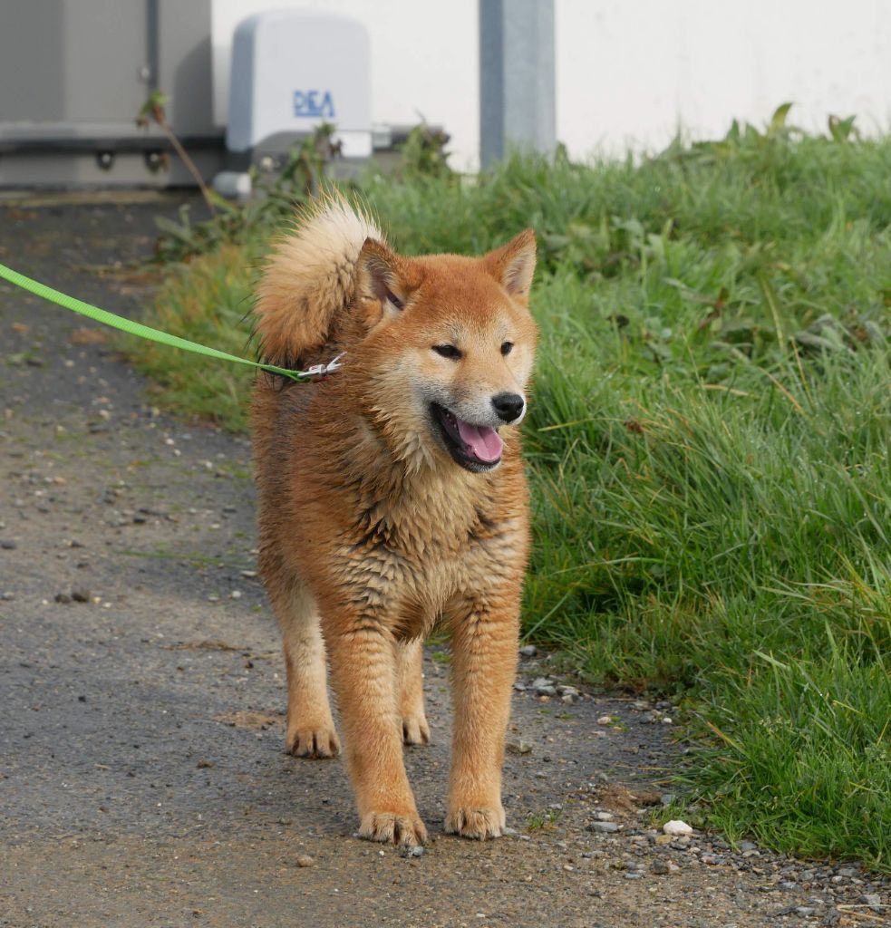 De La Source Des Rochettes - Chiot disponible  - Shiba