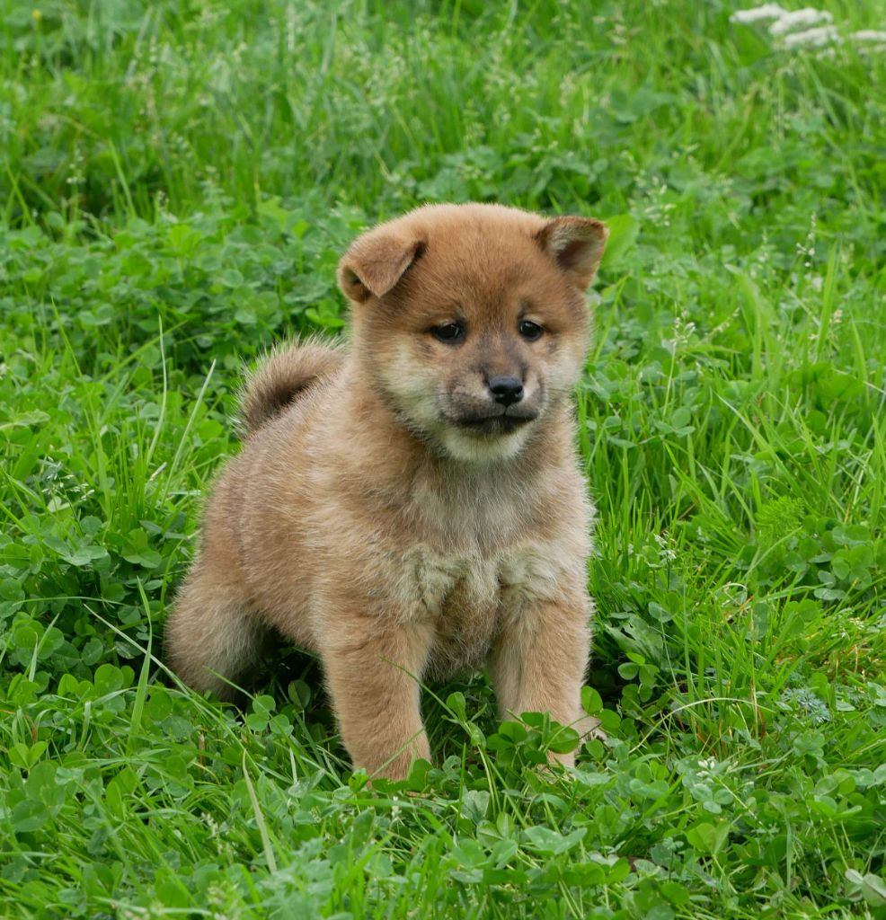 De La Source Des Rochettes - Chiot disponible  - Shiba