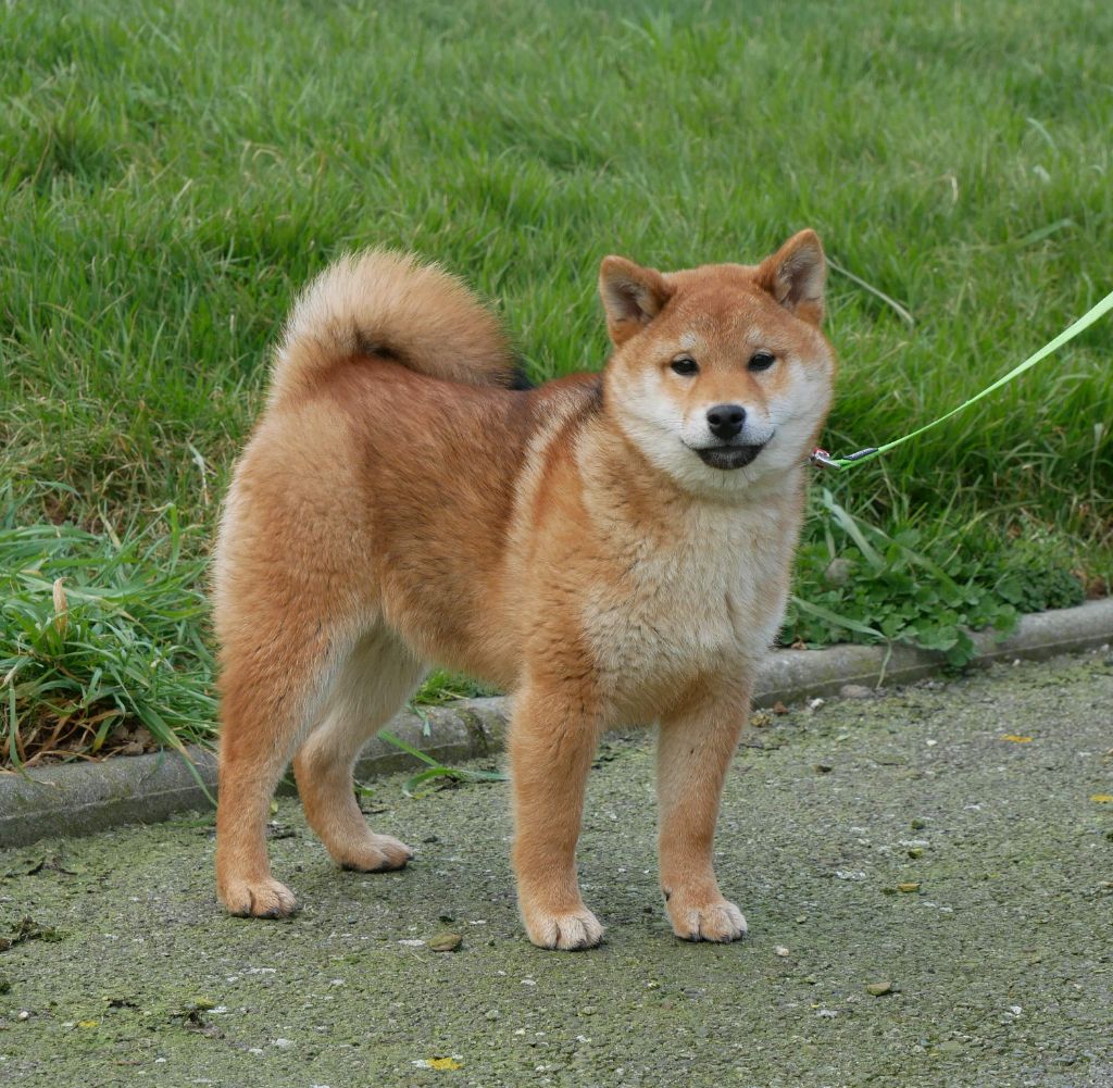 De La Source Des Rochettes - Chiot disponible  - Shiba