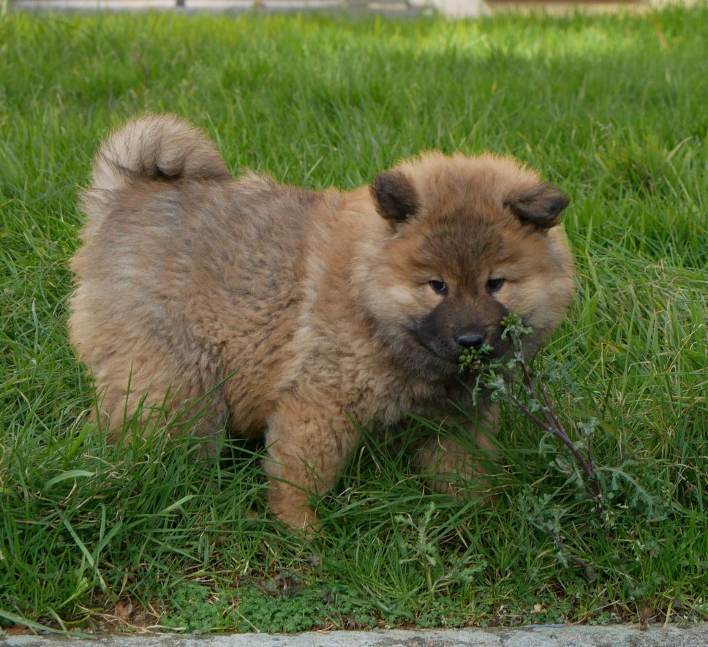 De La Source Des Rochettes - Chiot disponible  - Eurasier