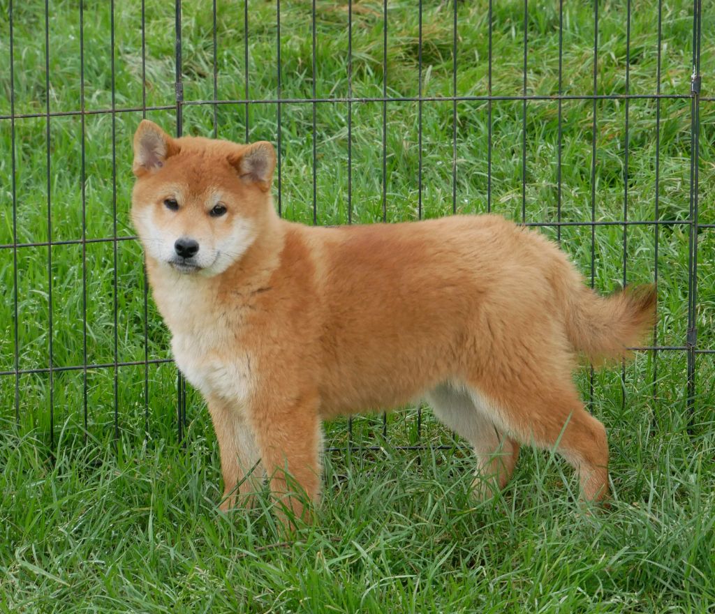 De La Source Des Rochettes - Chiot disponible  - Shiba