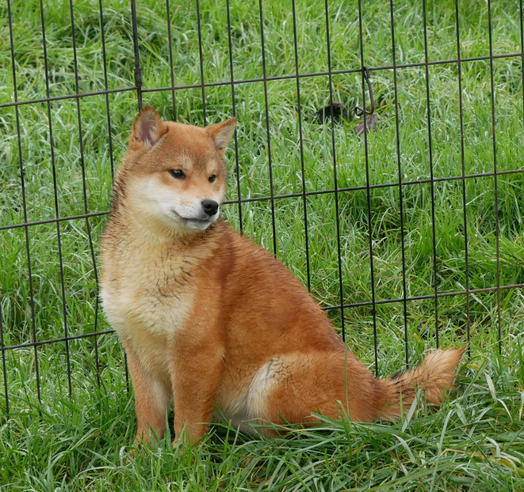 De La Source Des Rochettes - Chiot disponible  - Shiba