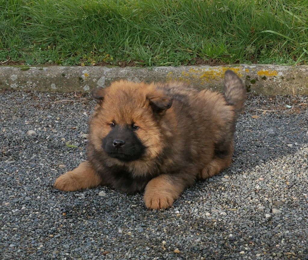 De La Source Des Rochettes - Chiot disponible  - Eurasier