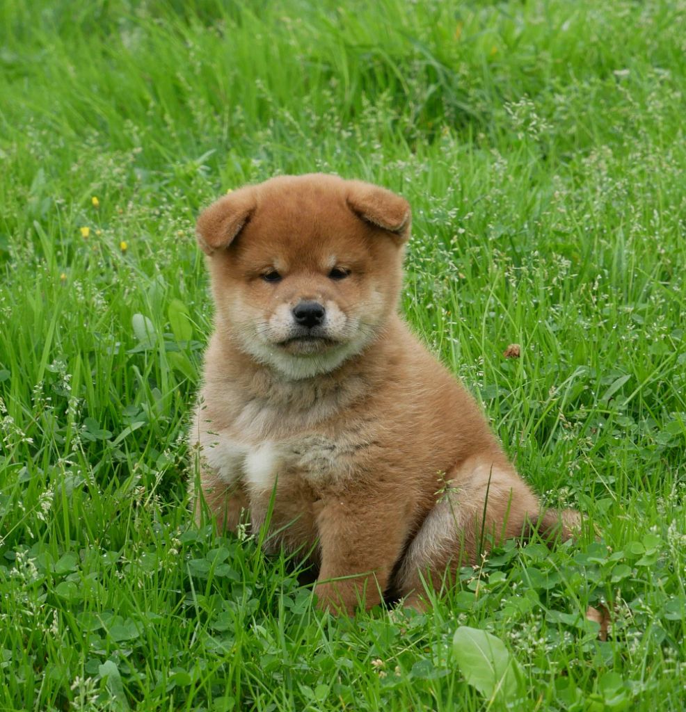 De La Source Des Rochettes - Chiot disponible  - Shiba