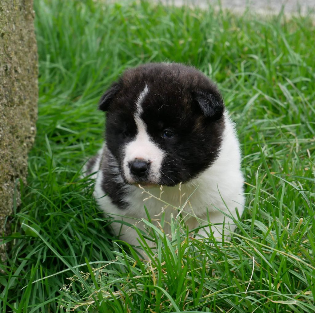 De La Source Des Rochettes - Chiot disponible  - Akita americain