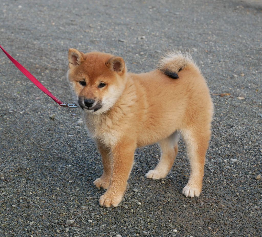 De La Source Des Rochettes - Chiot disponible  - Shiba