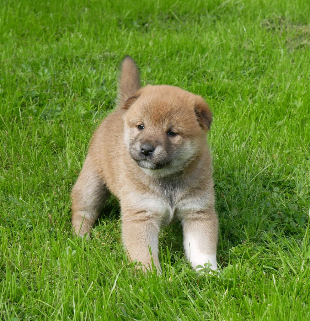 De La Source Des Rochettes - Chiot disponible  - Shiba