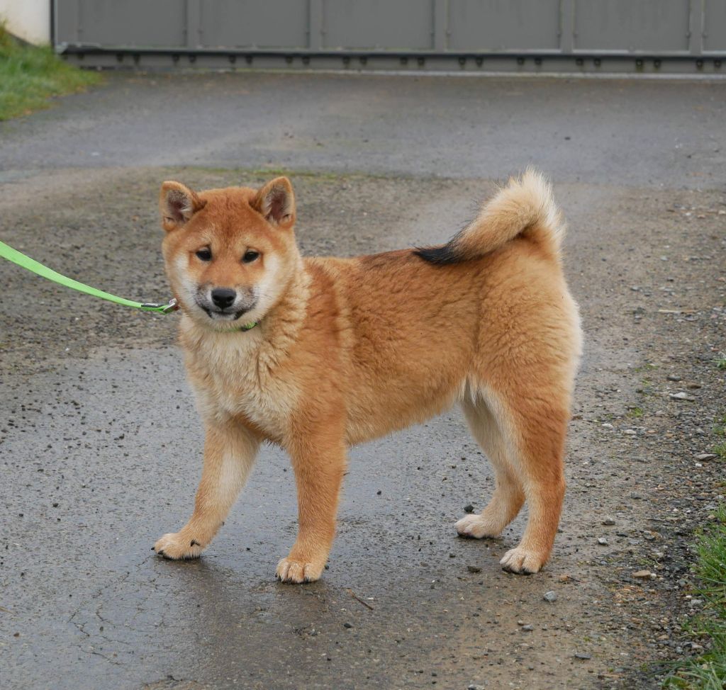 De La Source Des Rochettes - Chiot disponible  - Shiba