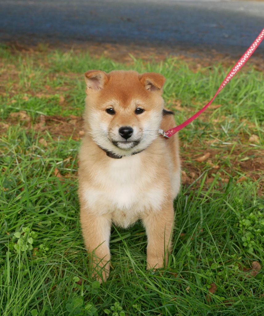 De La Source Des Rochettes - Chiot disponible  - Shiba