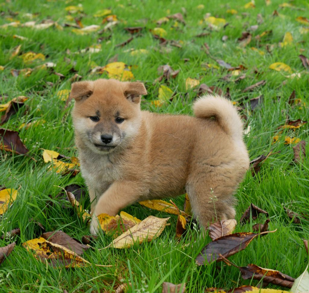 De La Source Des Rochettes - Chiot disponible  - Shiba