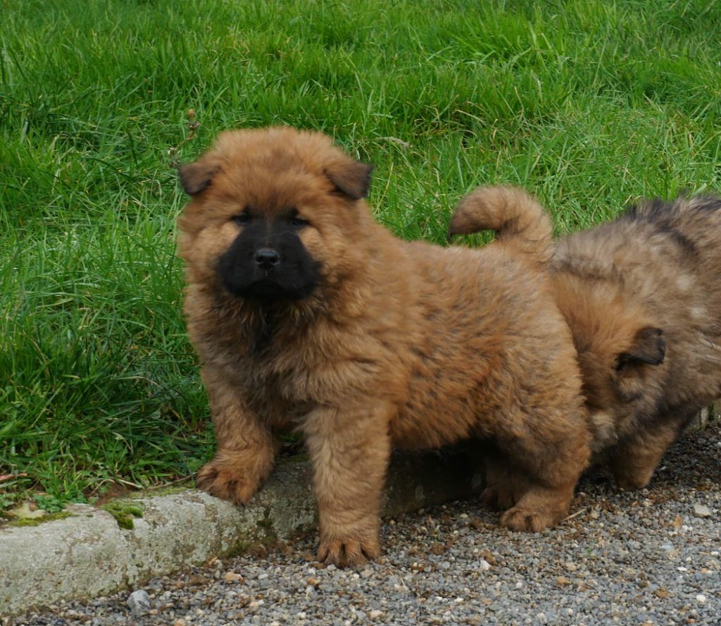 De La Source Des Rochettes - Chiot disponible  - Eurasier