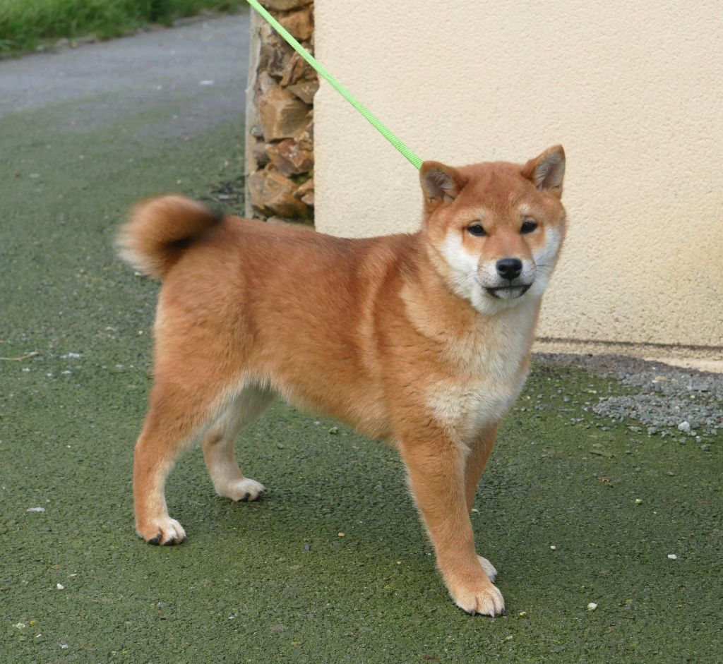 De La Source Des Rochettes - Chiot disponible  - Shiba