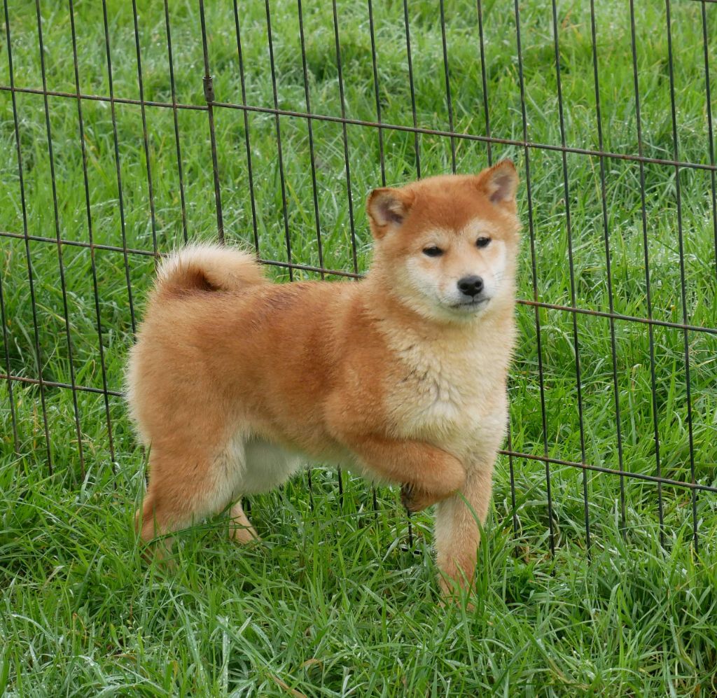 De La Source Des Rochettes - Chiot disponible  - Shiba