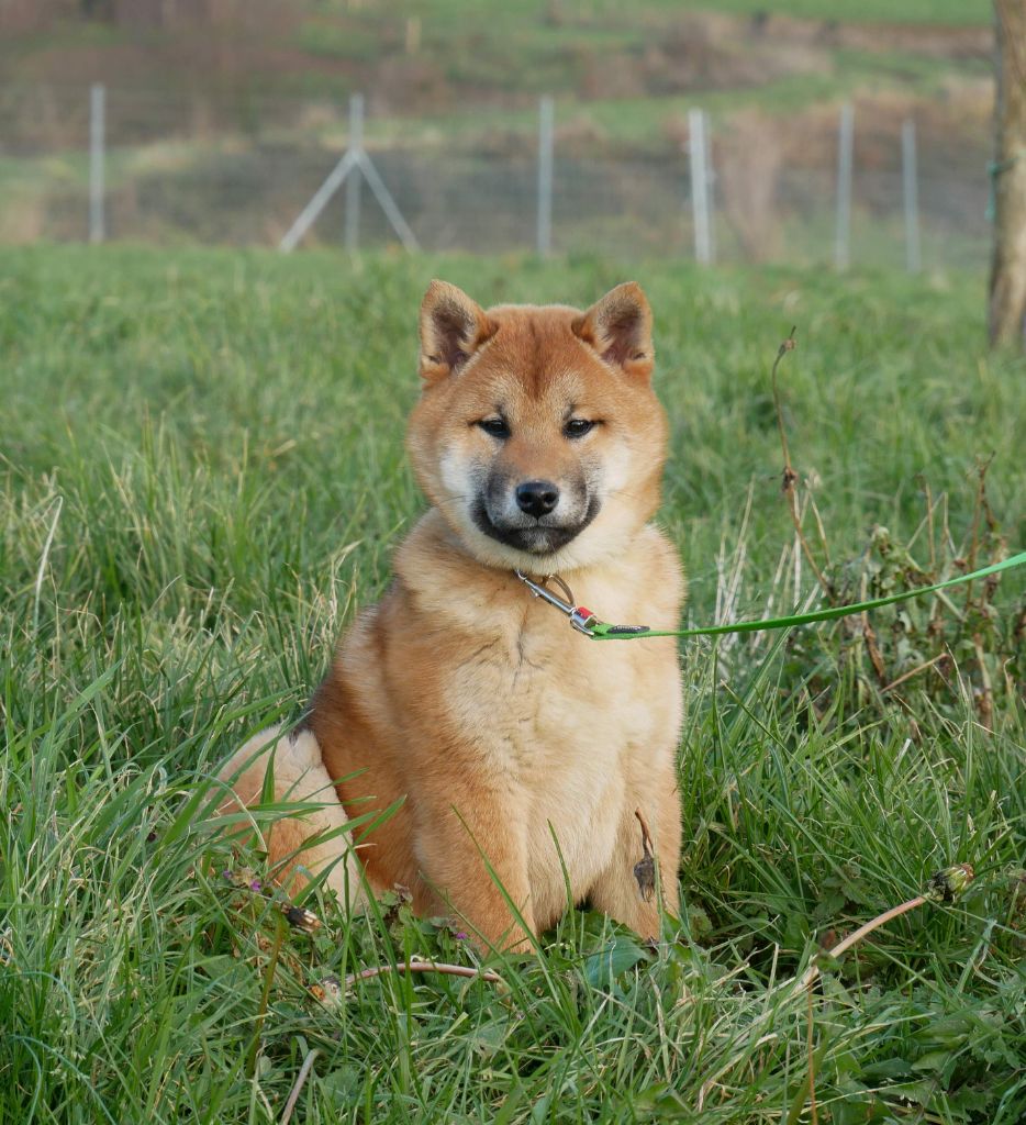 De La Source Des Rochettes - Chiot disponible  - Shiba