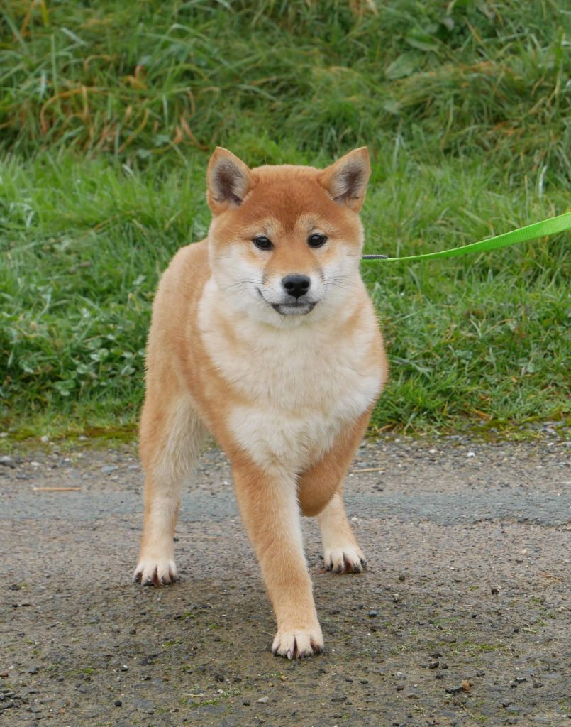 De La Source Des Rochettes - Chiot disponible  - Shiba