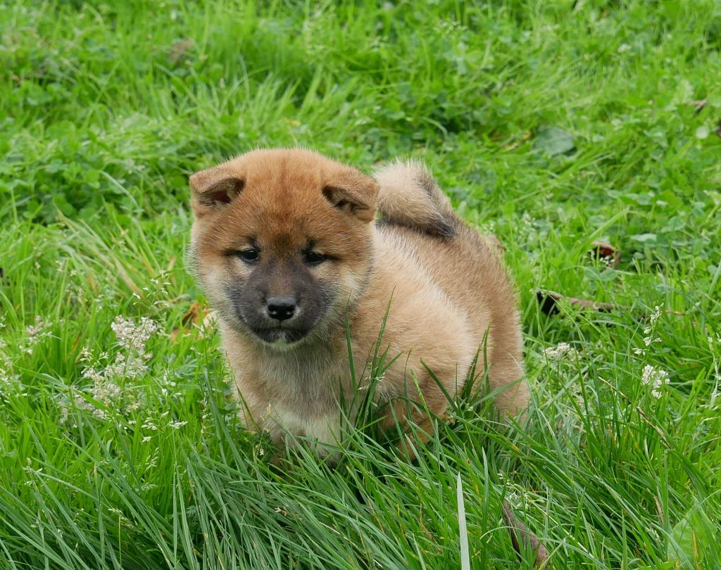 De La Source Des Rochettes - Chiot disponible  - Shiba