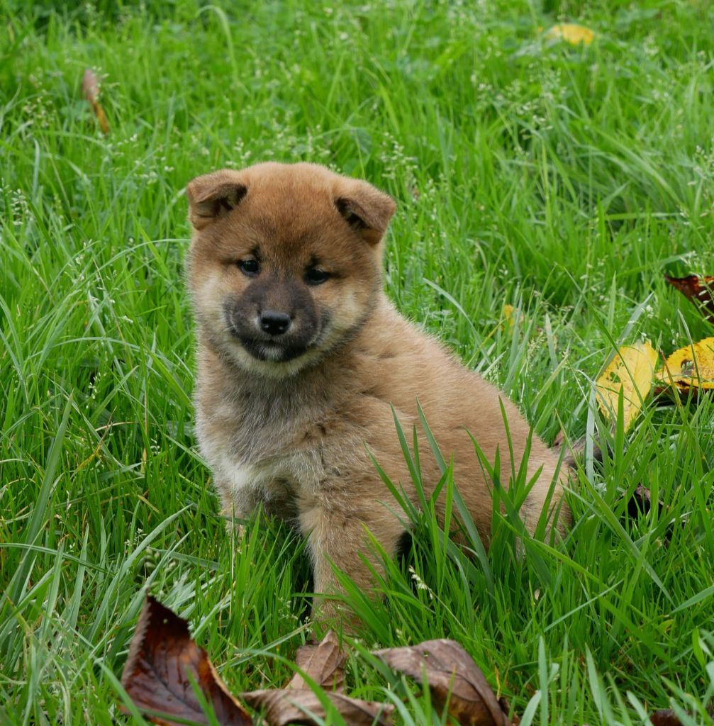 De La Source Des Rochettes - Chiot disponible  - Shiba