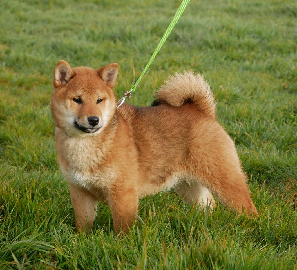 De La Source Des Rochettes - Chiot disponible  - Shiba