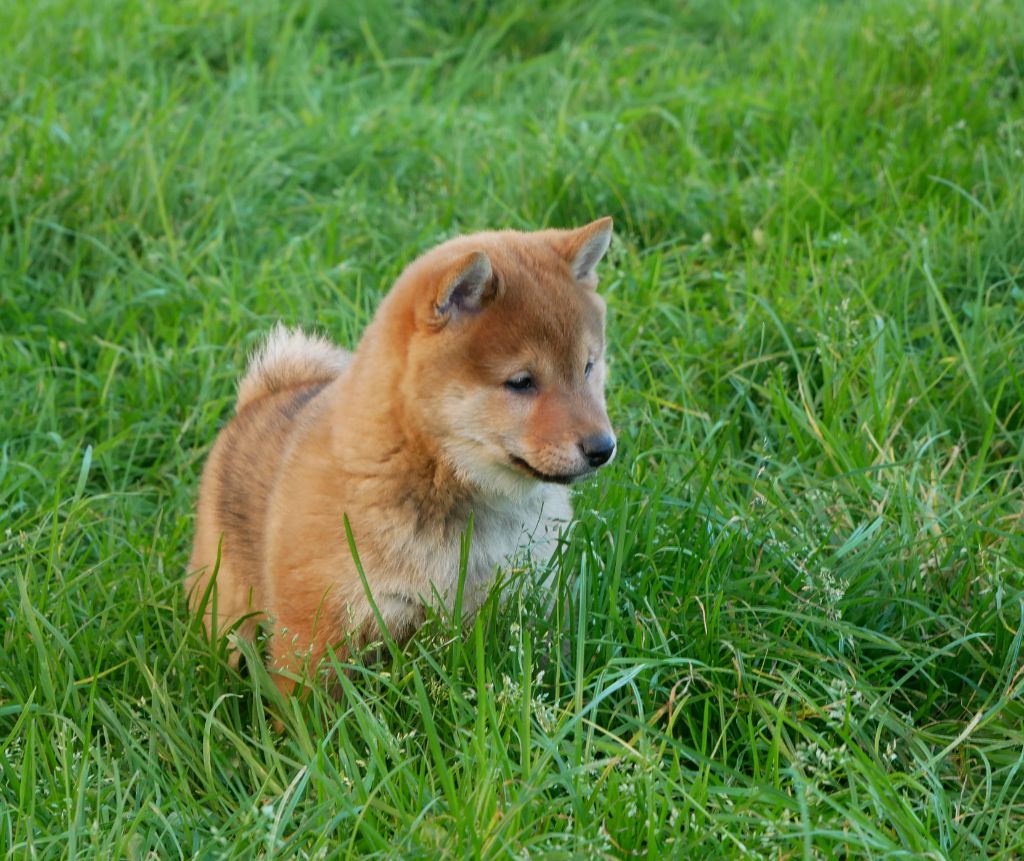 De La Source Des Rochettes - Chiot disponible  - Shiba