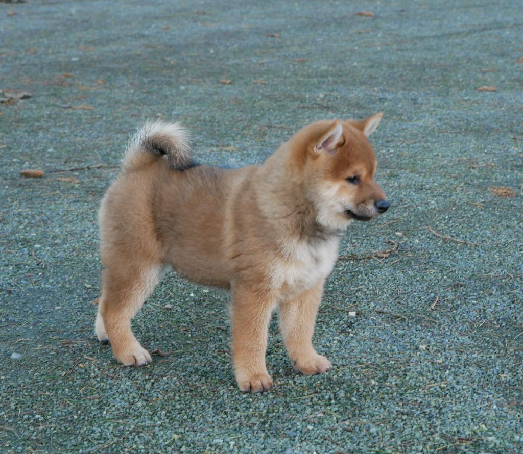 De La Source Des Rochettes - Chiot disponible  - Shiba