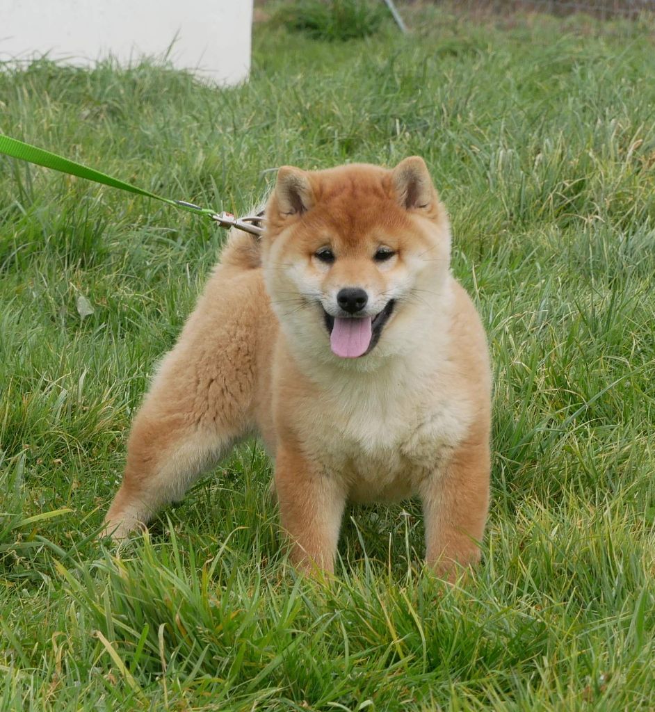 De La Source Des Rochettes - Chiot disponible  - Shiba