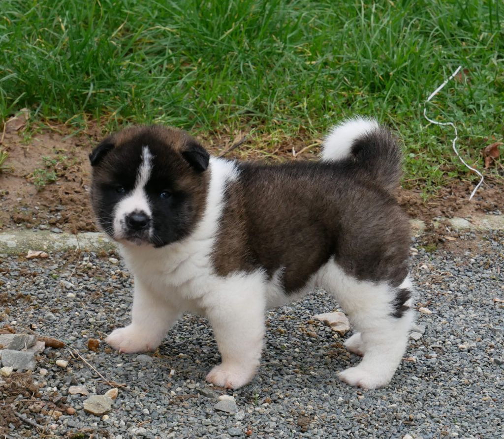 De La Source Des Rochettes - Chiot disponible  - Akita americain