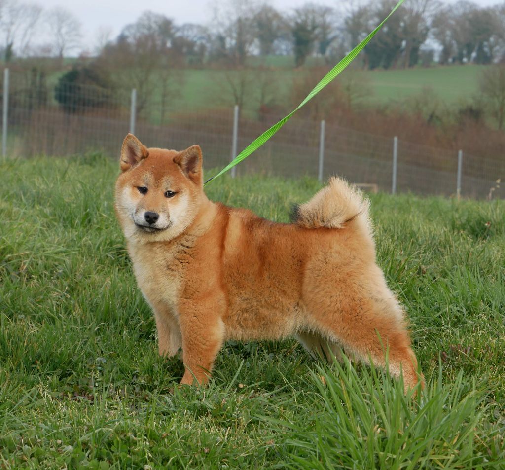 De La Source Des Rochettes - Chiot disponible  - Shiba