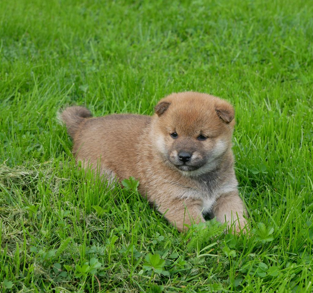 De La Source Des Rochettes - Chiot disponible  - Shiba