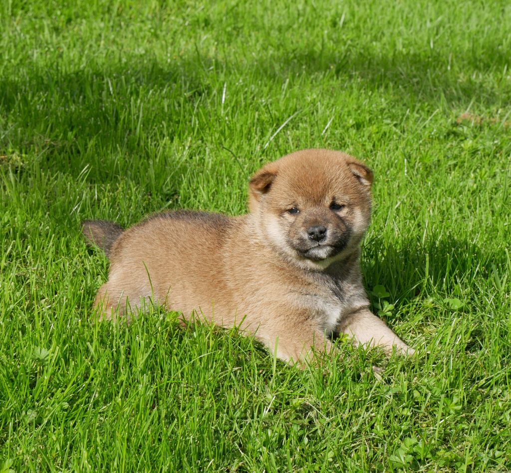 De La Source Des Rochettes - Chiot disponible  - Shiba