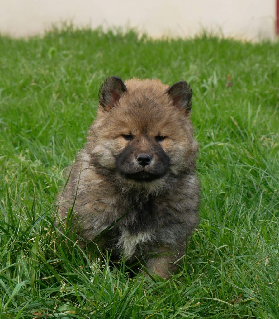 De La Source Des Rochettes - Chiot disponible  - Eurasier