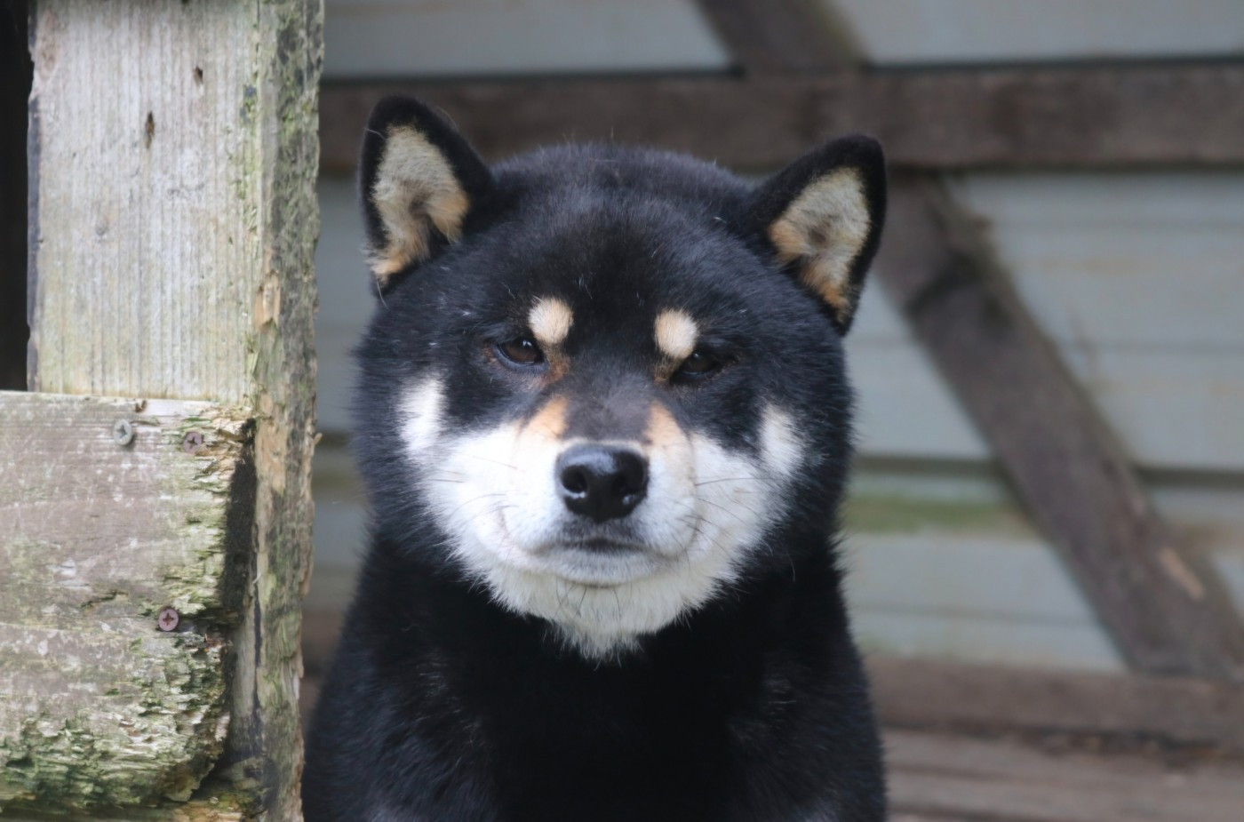 Uoshi go Des Fideles Akita Ken