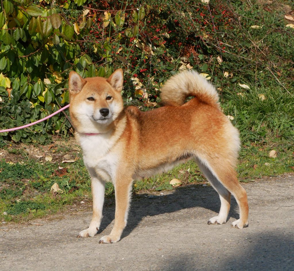 Sépia De La Source Des Rochettes