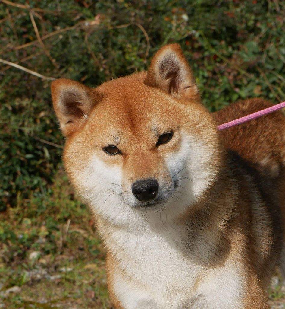 Toyota De La Source Des Rochettes