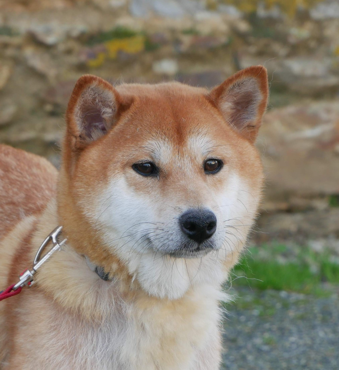 Ulina De La Source Des Rochettes