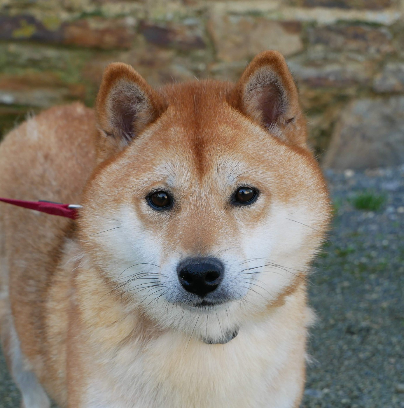 Thorine De La Source Des Rochettes