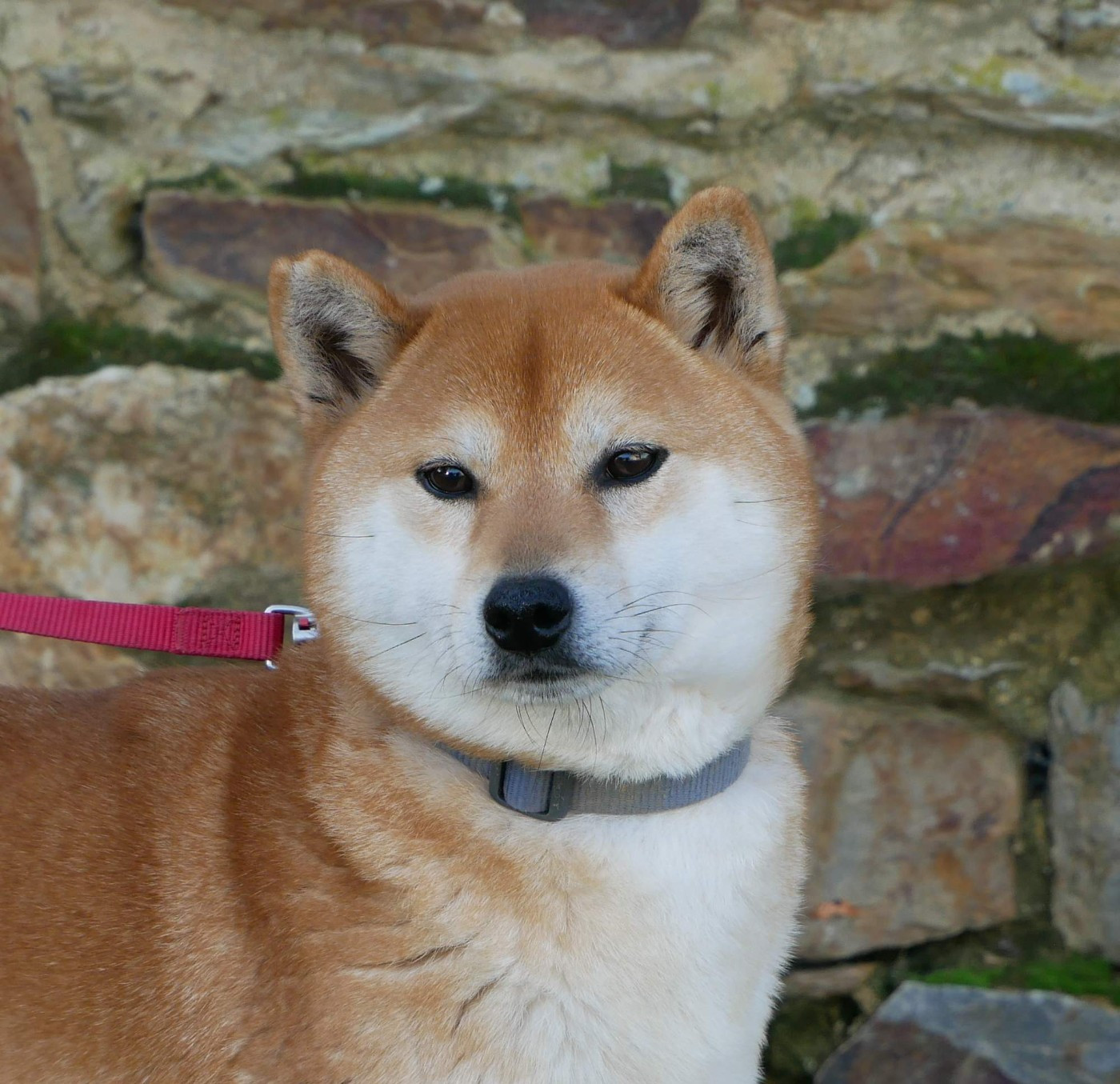 Tessa De La Source Des Rochettes