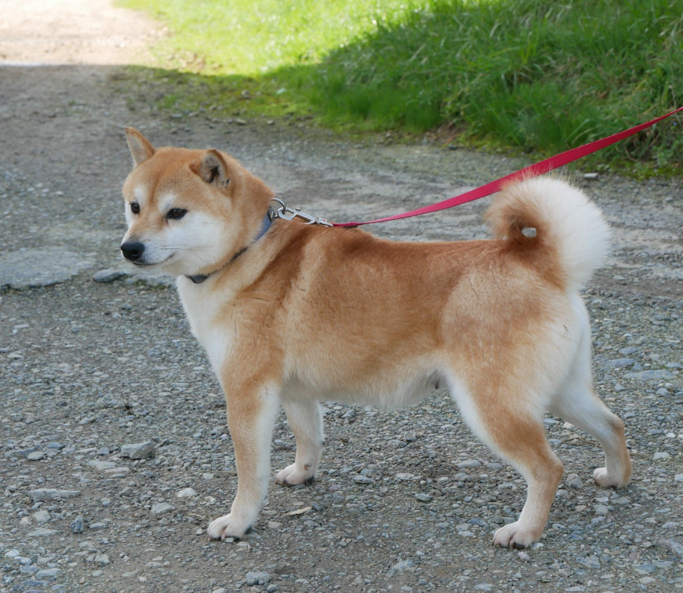 Tootsy De La Source Des Rochettes