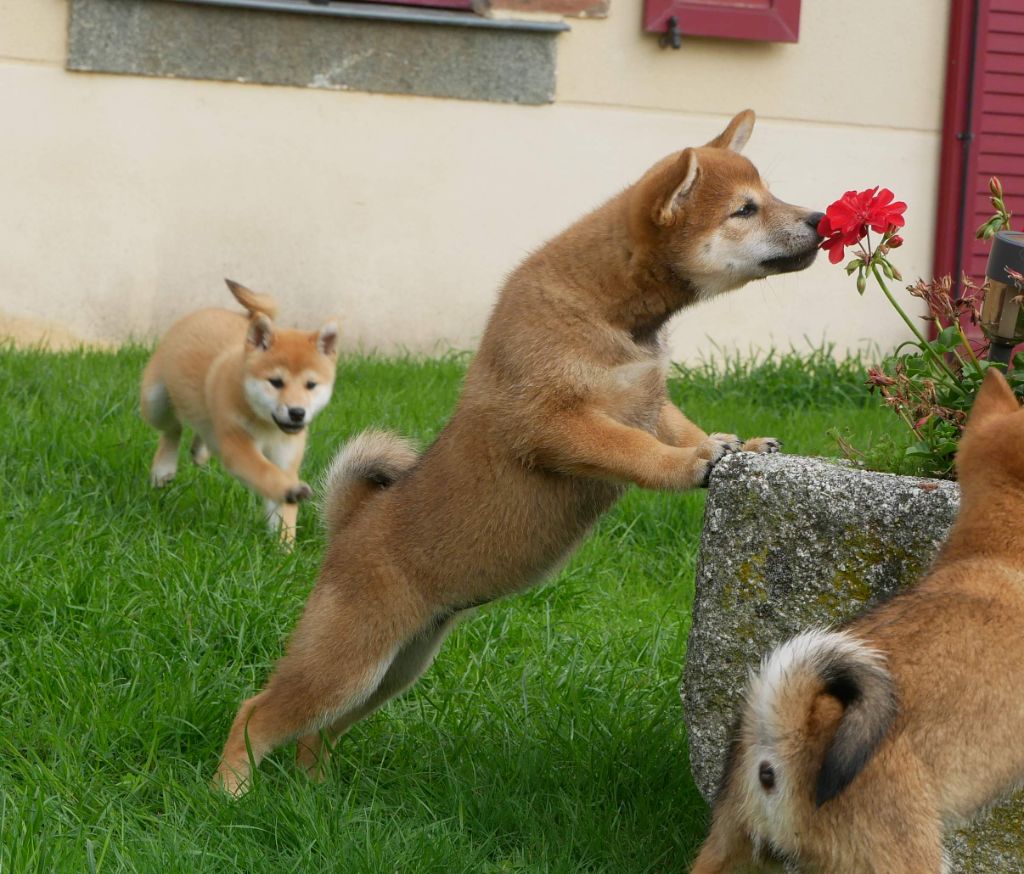 Les chiots en folie !