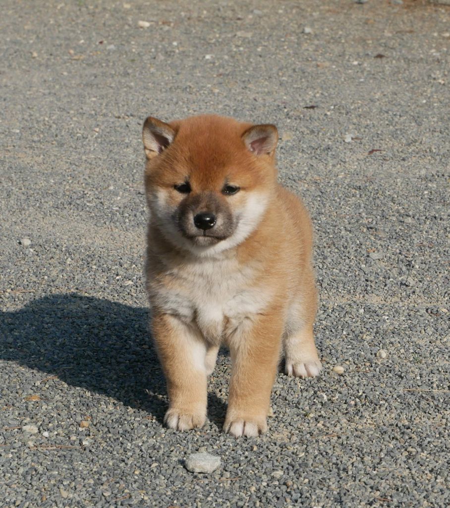 De La Source Des Rochettes - Chiots disponibles - Shiba